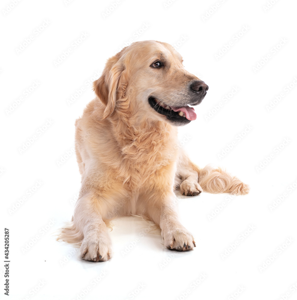 Golden retriever dog