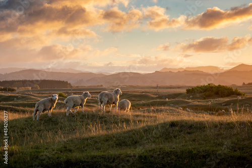 Leinwand Poster Biblical looking flock of sheep in a roadside field at sunset, Gisborne, New Zea