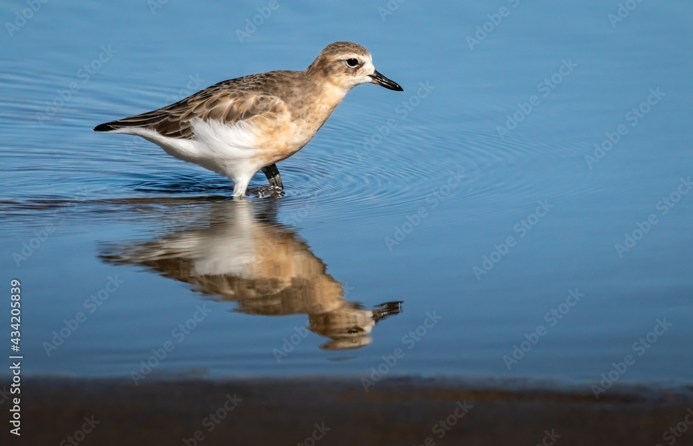 North Island dotterel bird, Pouawa, Gisborne region, New Zealand 