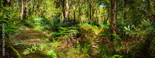 Bush walking track behind 7 mile beach Gerroa NSW Australia  native banalay tree forest with ferns and  burrawang under growth
