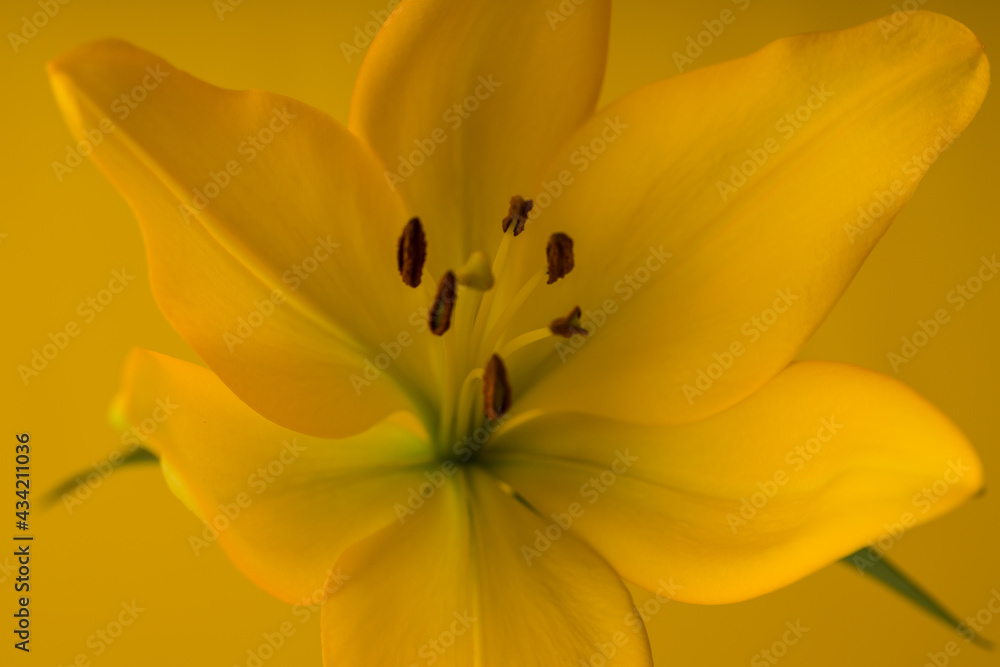 lily beautiful blossoming flower on yellow background lily beautiful blossoming flower on yellow background