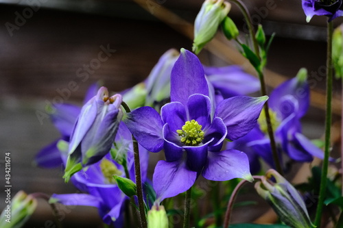 Blüten