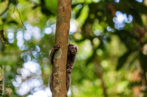 little monkey on tree sagui-pigmeu © Gilvando