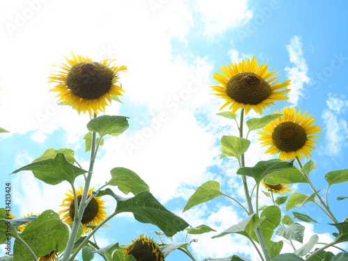 ひまわりの花