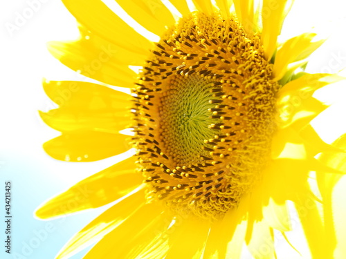 ひまわりの花
