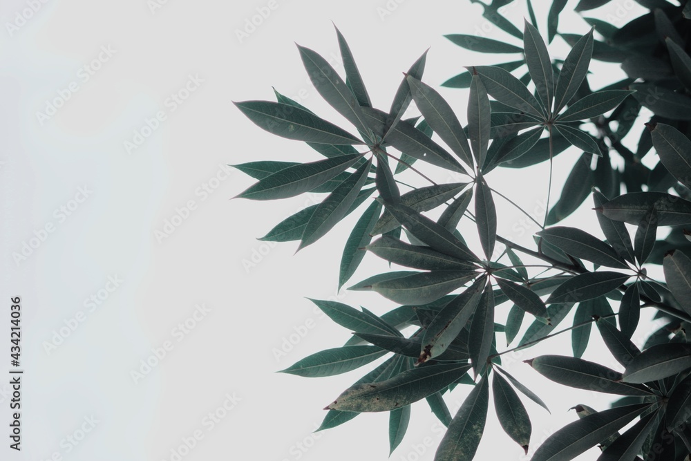 Obraz premium green leaves background