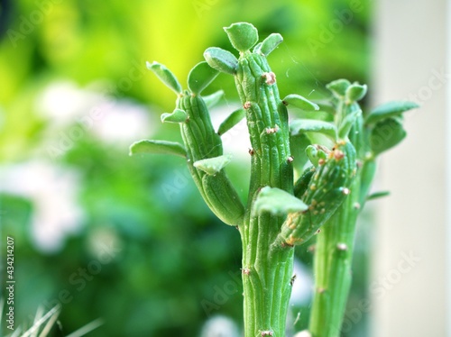 Succulent plants in garden with Euphorbia bisellenbeckii Octopus Arms monadenium ellenbeckii ,macro image with soft selective focus for pretty background ,free space for letter ,tropical plants photo