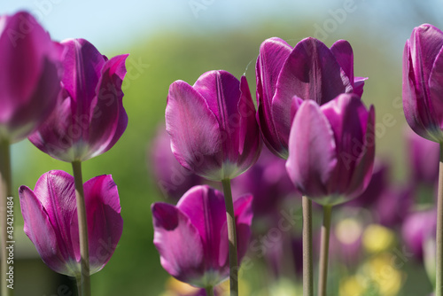 purple tulips in the garden