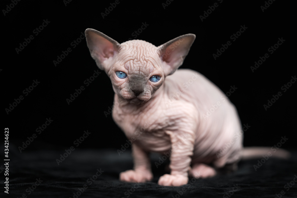 Pretty hairless kitten of Canadian Sphynx Cat breed sitting on black velvet background and looking at camera. Portrait of beautiful kitty with blue eyes.