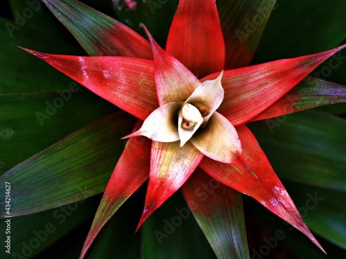 Closeup Guzmania lingulata plants care tips with soft selective focus for pretty background, macro image ,red orange leaves background ,colourful tropical houseplants ,scarlet star leaf photo