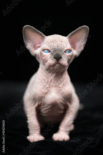 Mystical hairless kitten of Canadian Sphynx Cat breed sitting on black velvet background and looking at camera. Portrait of cute kitty cat with blue eyes. Front view of animal.