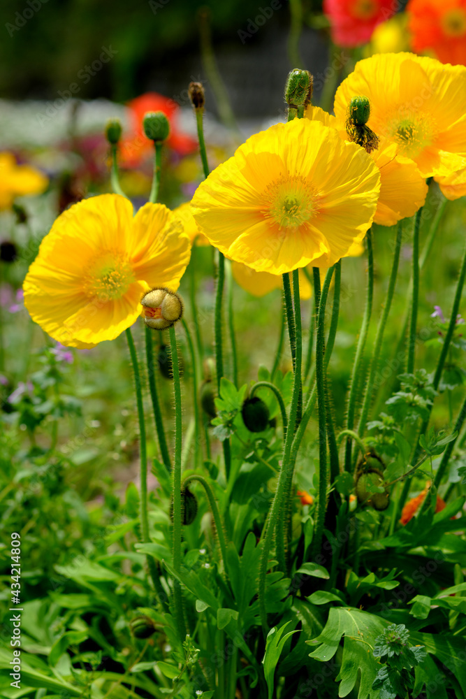 Obraz premium 可愛いポピーの黄色い花