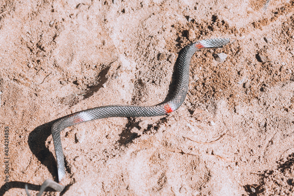 Black snake in the sand. Toy snake Black snake in the sand. Toy snake