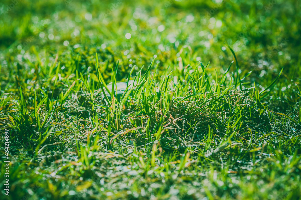 Green grass. Bright background with fresh green grass close-up. Young lawn. Green grass. Bright background with fresh green grass close-up. Young lawn.
