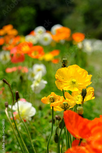 カラフルで可愛いポピーの花 © v_0_0_v