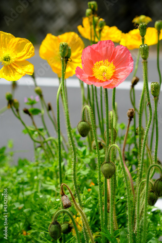 道路沿いに咲くポピーの花 photo