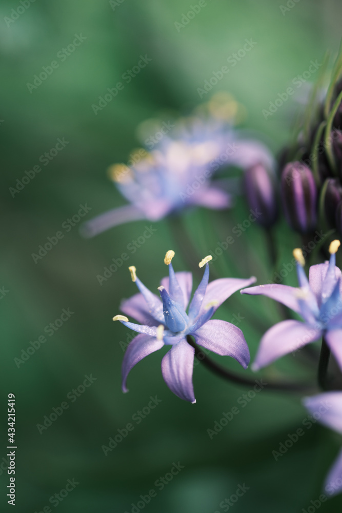 Fototapeta premium シラーベルビアナの花のアップ「ネガ調」