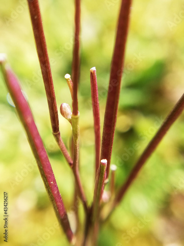 Cardamine impatiens sticks in close-up, macrophotography. Close-up of nature in the garden
