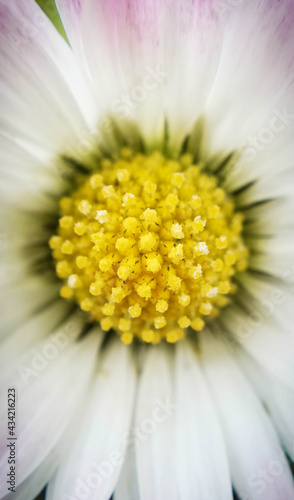  In the heart of a daisy in close-up, macrophotography. Close-up of nature in the garden