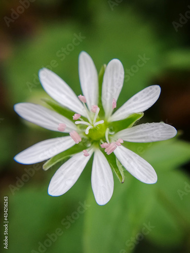 Fragile little flower in close-up, macrophotography. Close-up of nature in the garden