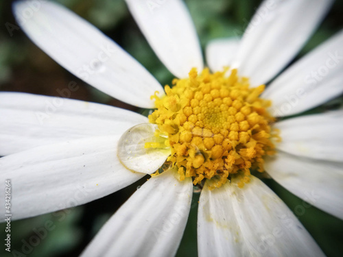 Water drop on a daisy in close-up, macrophotography. Close-up of nature in the garden