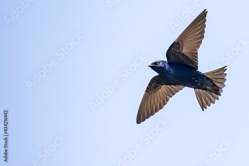 Iridescent Purple Martin Swallow in Graceful Flight