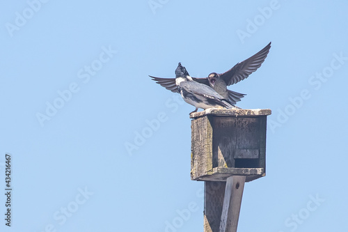 Female Purple Martin Angrily Attempts to Drive Off Interloping Belted Kingfisher photo
