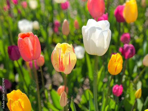 field of tulips