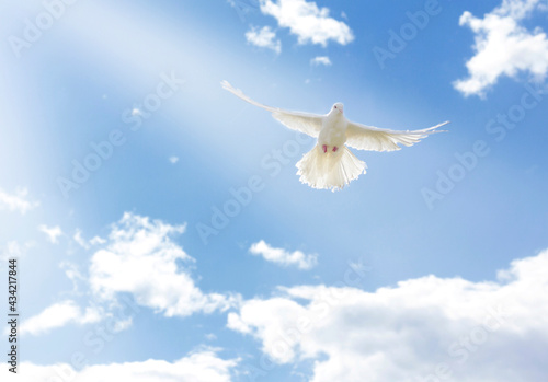 The wing of a white dove glows in the sun. A pigeon flies in the blue sky  against the background of a cloud. High quality photo
