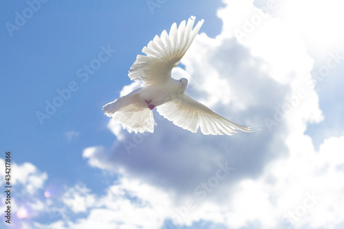 The wing of a white dove glows in the sun. A pigeon flies in the blue sky, against the background of a cloud. High quality photo