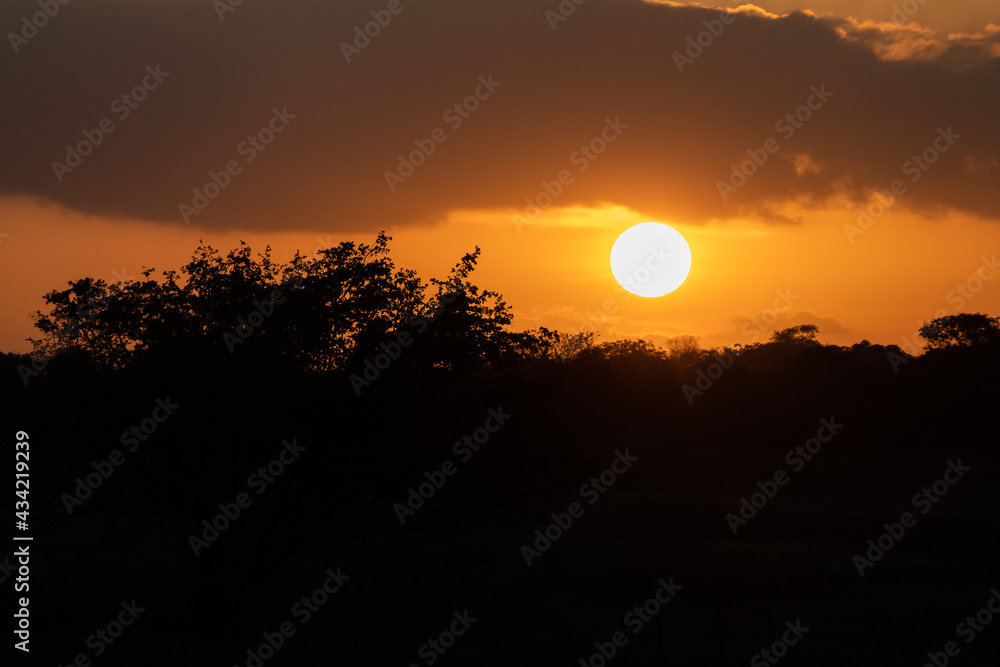 sunset with trees