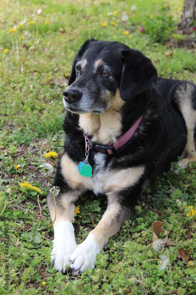 Katy a German Shepherd and Labrador mix sitting in yard on a warm summer day