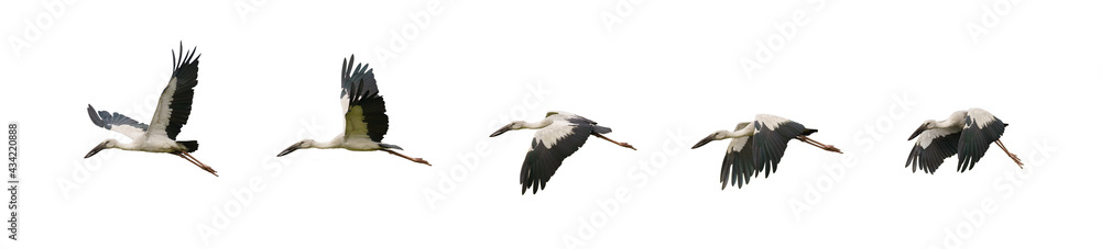 Obraz premium set of flying asian openbill strok birds
