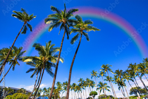 Wallpaper Mural ヤシの木にかかる虹 Torontodigital.ca