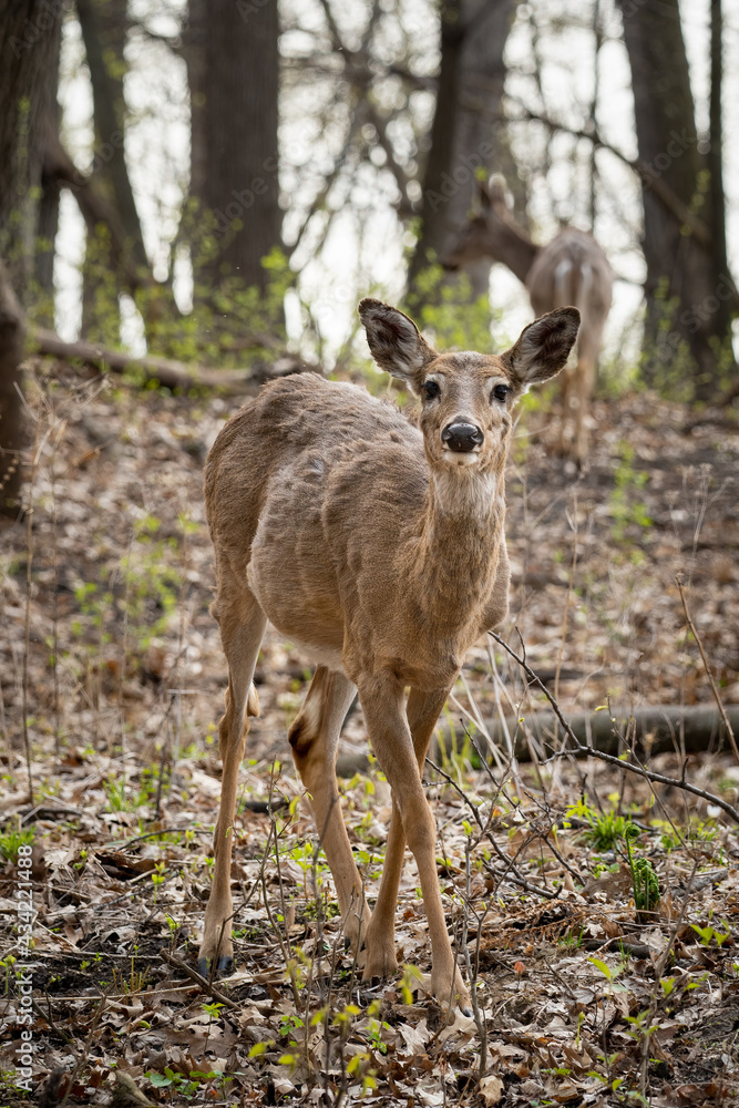 young female deer in the woods looking at the camera young female deer in the woods looking at the camera