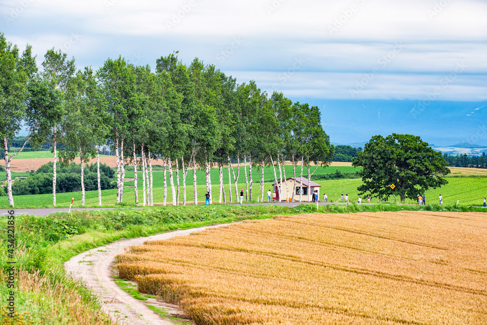 Japan - July 2019 : Tourists enjoy sightseeing Row of Pine Tree and Agriculture Field in summer at Seven Stars Tree, one of landmark of Biei Patchwork Road, Hokkaido, Japan