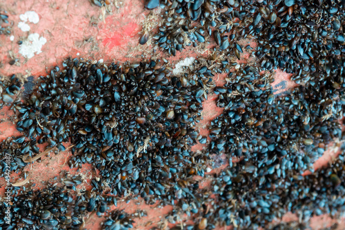 Quadro su tela A cluster of small blue zebra mussels and barnacles attached to the bottom hull of a red metal ship