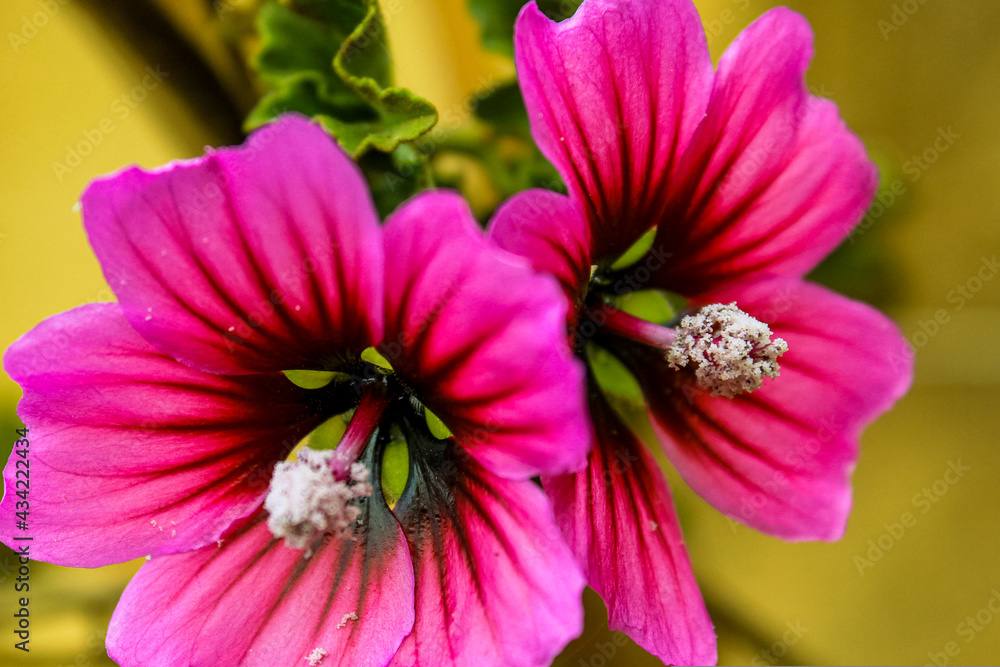 Obraz premium Malva sylvestris