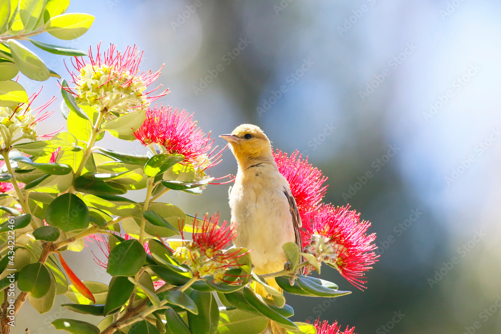 Hooded Oriole Hooded Oriole