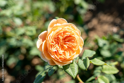 'Crown Princess Margareta' Rose flower in field, Ontario, Canada. Scientific name: Rosa 'Crown Princess Margareta'. photo