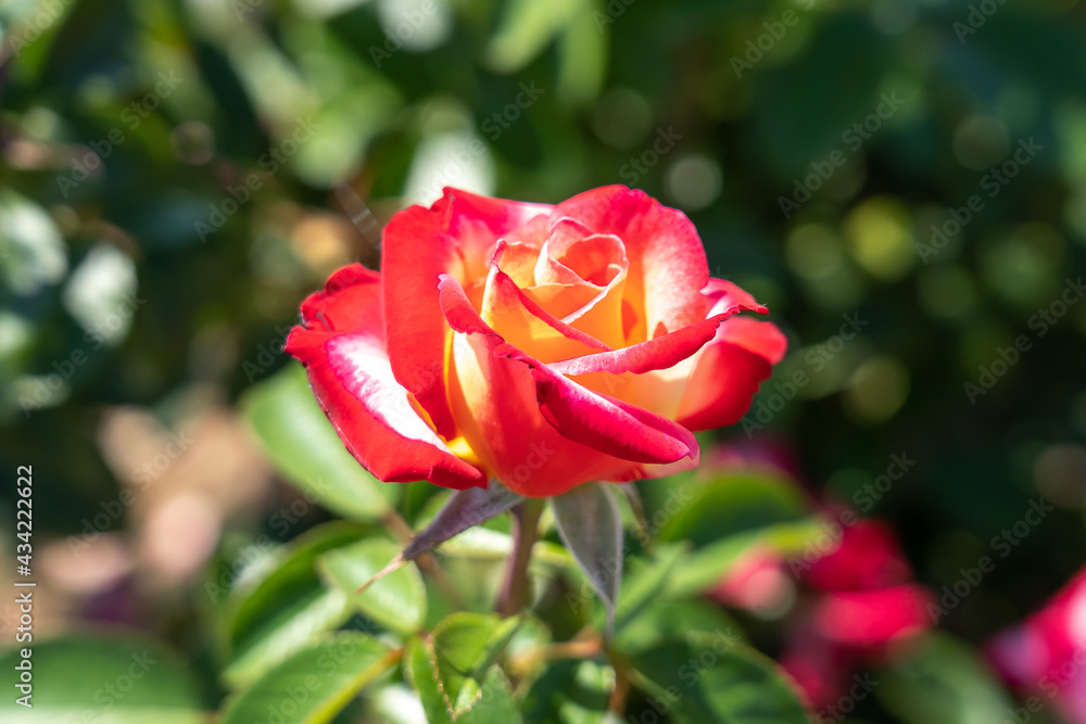 'Dick Clark' Rose flowers in field, Ontario, Canada.
Scientific name: Rosa 'Dick Clark'
'Dick Clark' Rose flowers in field, Ontario, Canada.
Scientific name: Rosa 'Dick Clark'