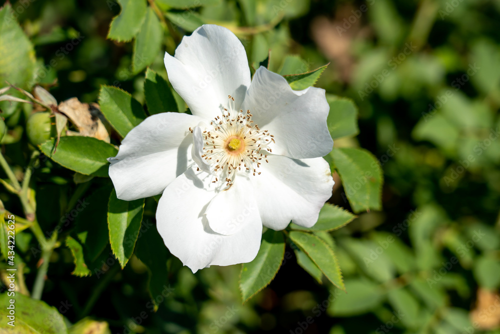 Fototapeta premium 'Morden Snowbeauty' Rose flowers in field, Ontario, Canada. Scientific name: Rosa 'Morden Snowbeauty' 
