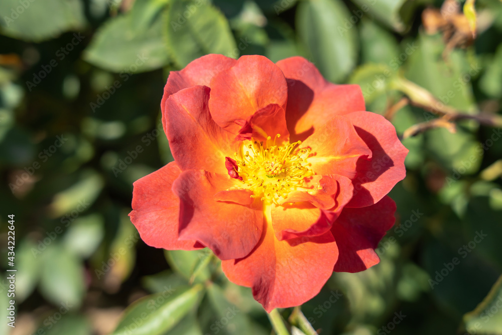 'Cinco de Mayo' Rose flowers in field, Ontario, Canada.
Scientific name: Rosa 'Cinco de Mayo'
'Cinco de Mayo' Rose flowers in field, Ontario, Canada.
Scientific name: Rosa 'Cinco de Mayo'