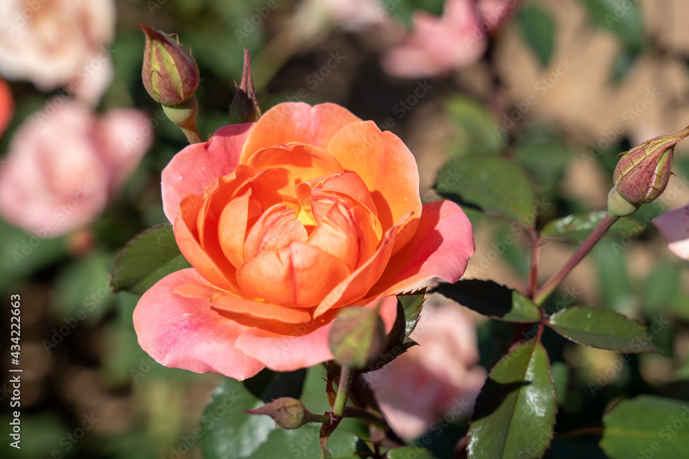 Obraz premium ' Coral Knock Out ' Rose flowers in field, Ontario, Canada. Scientific name: Rosa 'Coral Knock Out' 
