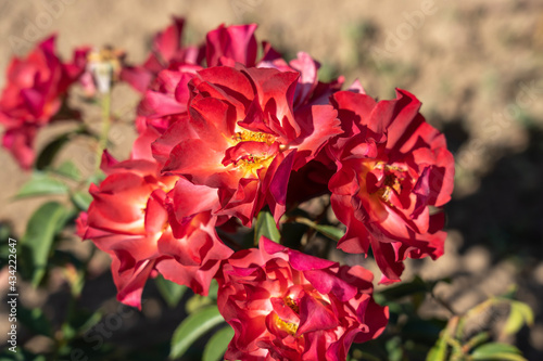 'Cinco de Mayo' Rose flowers in field, Ontario, Canada. Scientific name: Rosa 'Cinco de Mayo' © JHVEPhoto