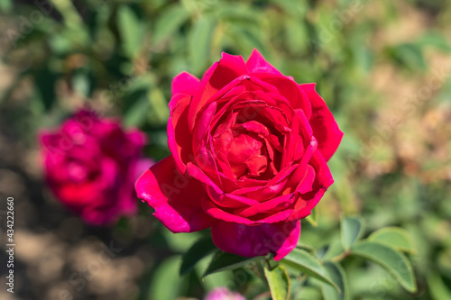   Othello  Rose flowers in field  Ontario  Canada. Scientific name  Rosa   Othello  