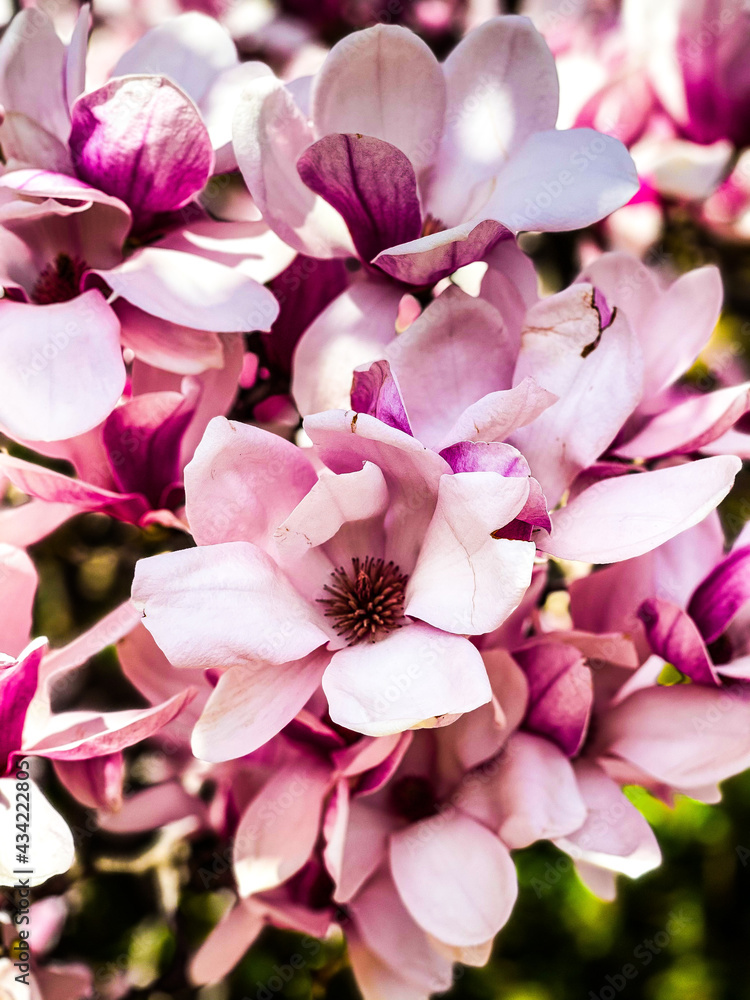 Obraz premium pink rose petals