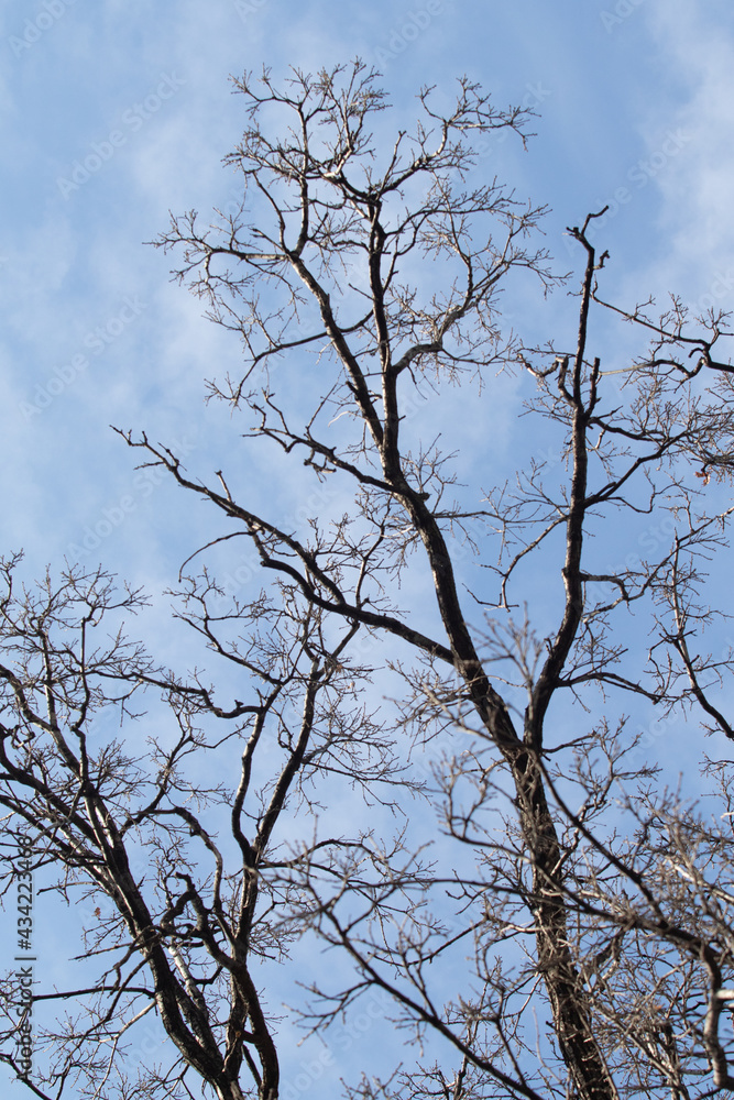 tree branches without leaves on a blue sky background tree branches without leaves on a blue sky background
