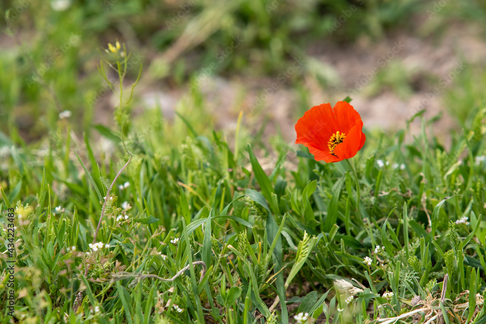red poppy flower, green grass nature spring. red poppy flower, green grass nature spring.
