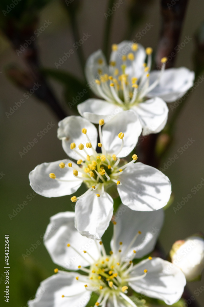 white cherry flowers spring nature